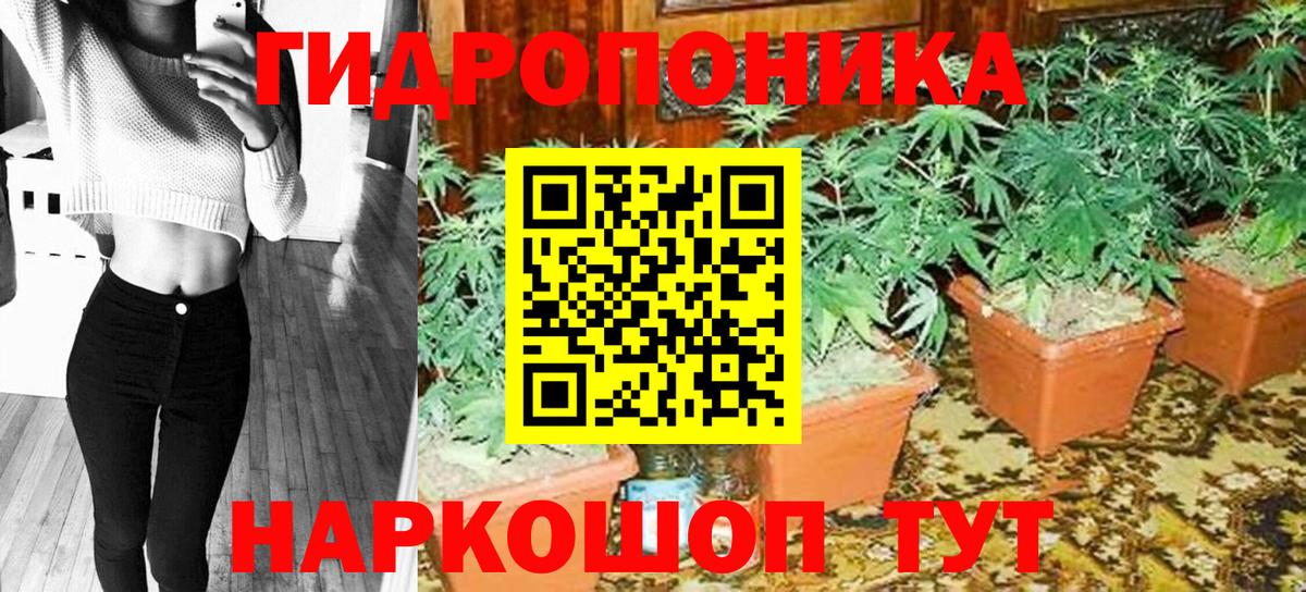 Бошки Шишки сатива Асино